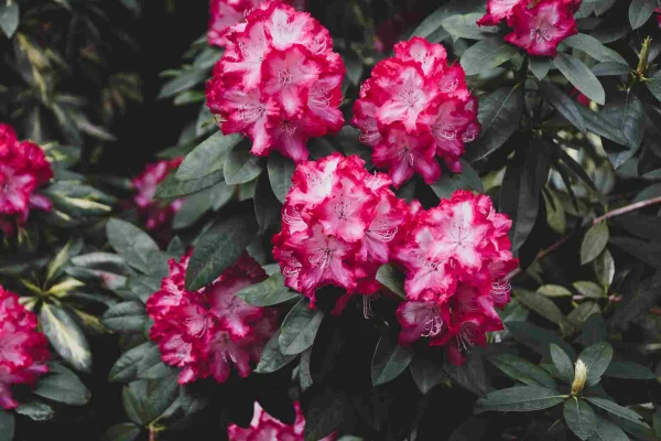 One Flower, Many Benefits – Rhododendron (Buransh) – A Mountain Gift in Dharamshala and the Himalayan Region