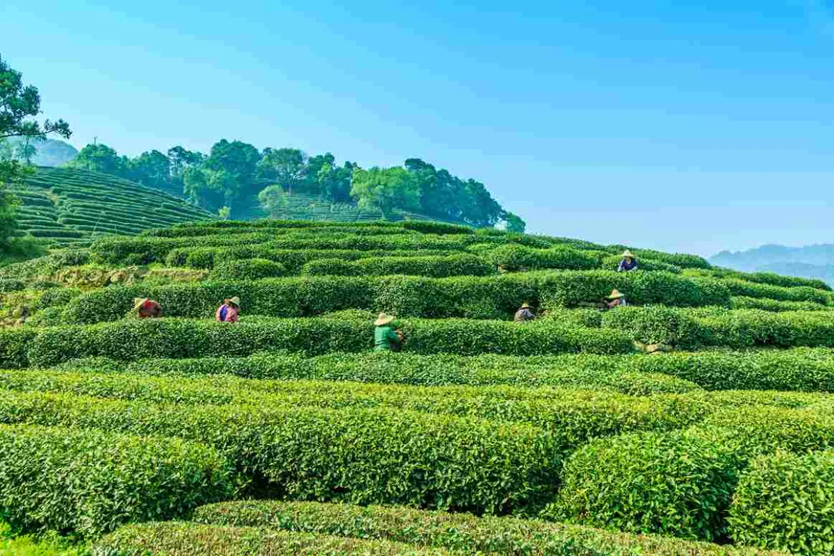 Dharamshala and Palampur Tea Gardens | Himalayan Bliss