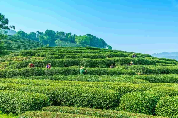 Dharamshala and Palampur Tea Gardens | Himalayan Bliss