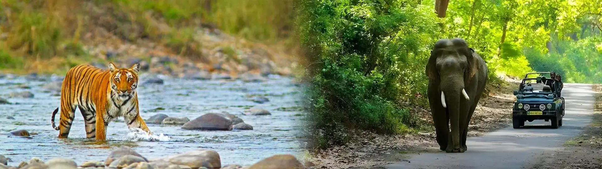 Jim Corbett National Park Guide 2026 | Safari, Tigers & Travel Tips