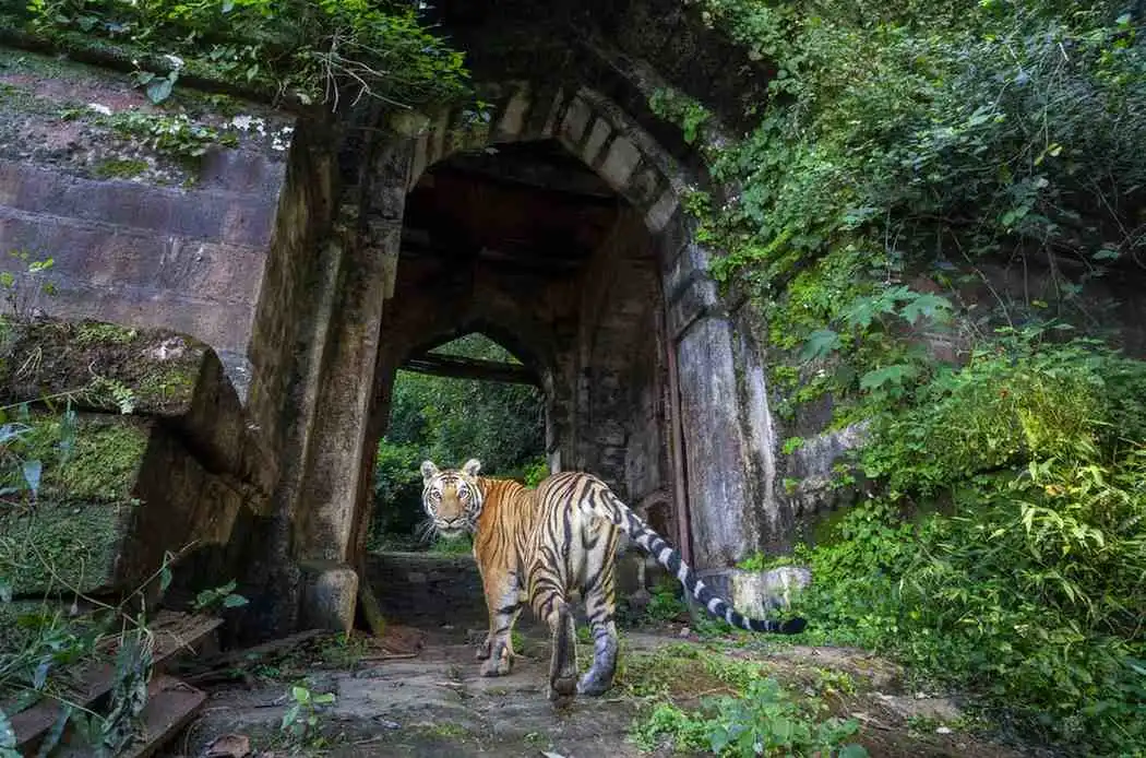 Bandhavgarh National Park