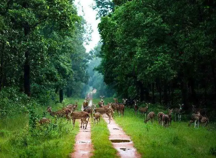 Barnawapara Wildlife Sanctuary