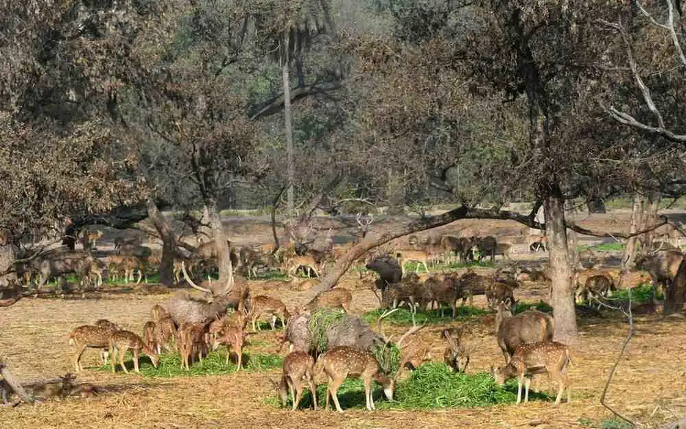 Chhatbir Zoo