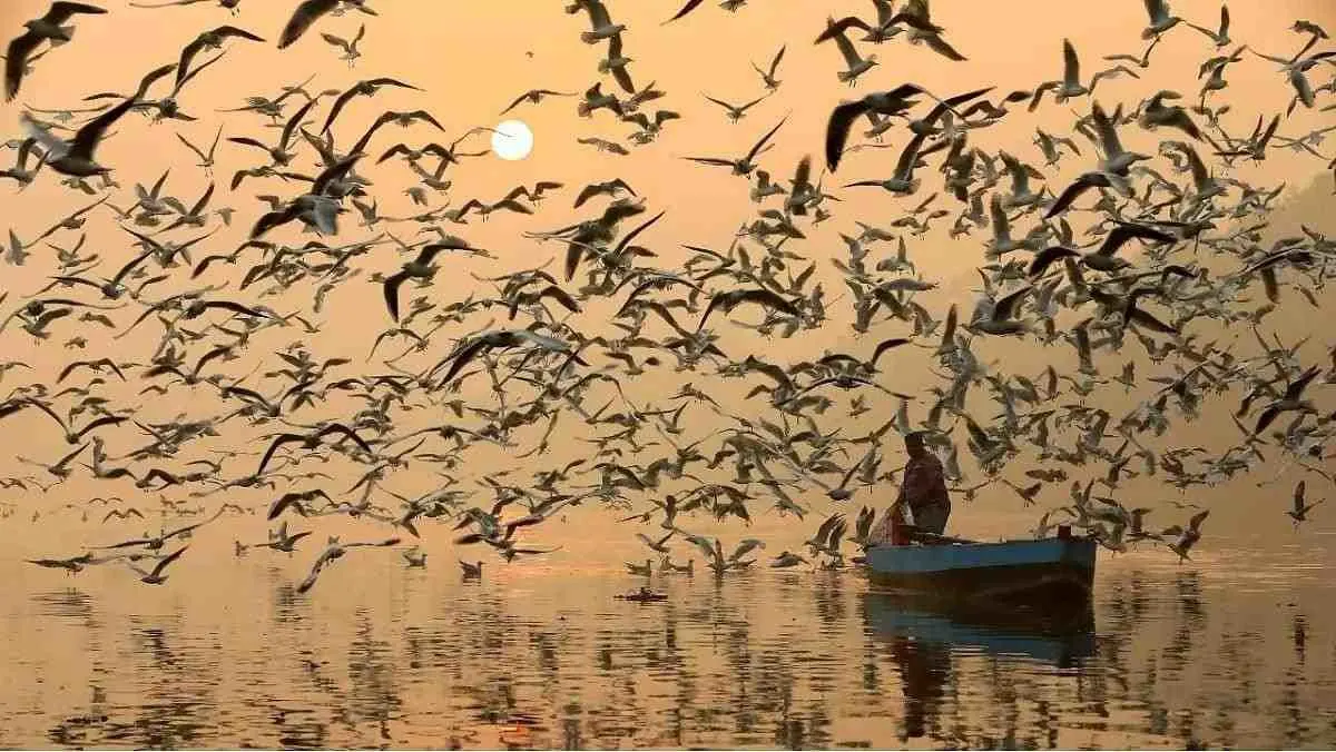 Harike Wetland