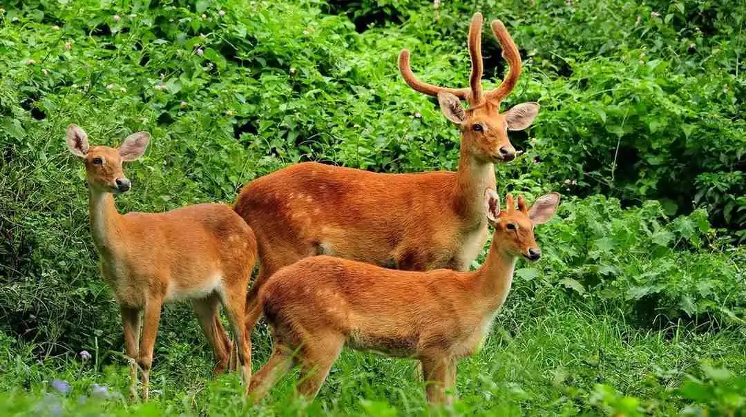 Keibul Lamjao National Park