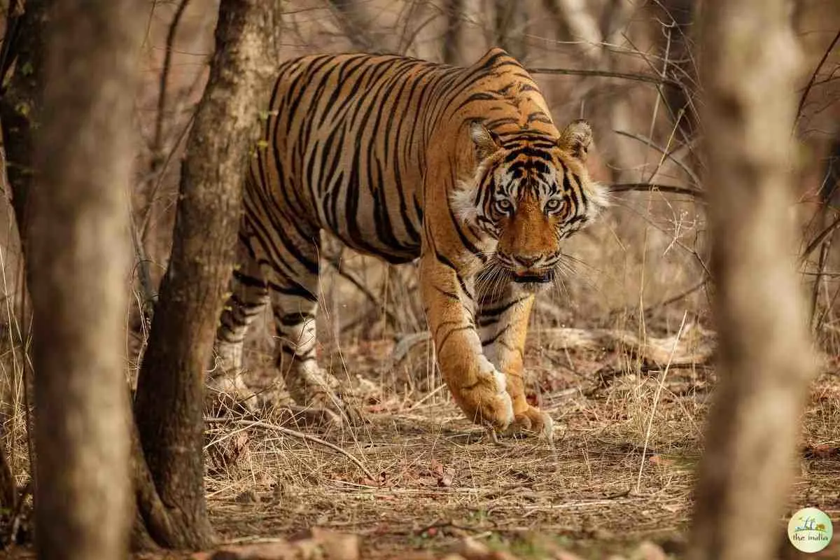 Pench National Park