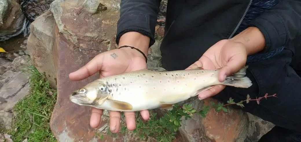 Trout Fishing in Barot Valley