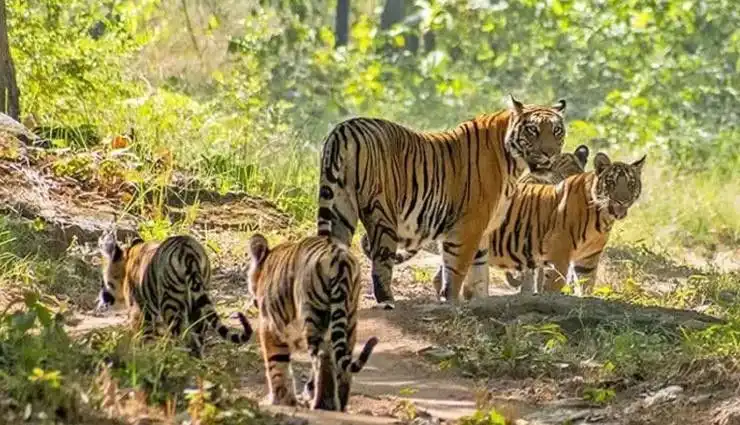 Valmiki National Park
