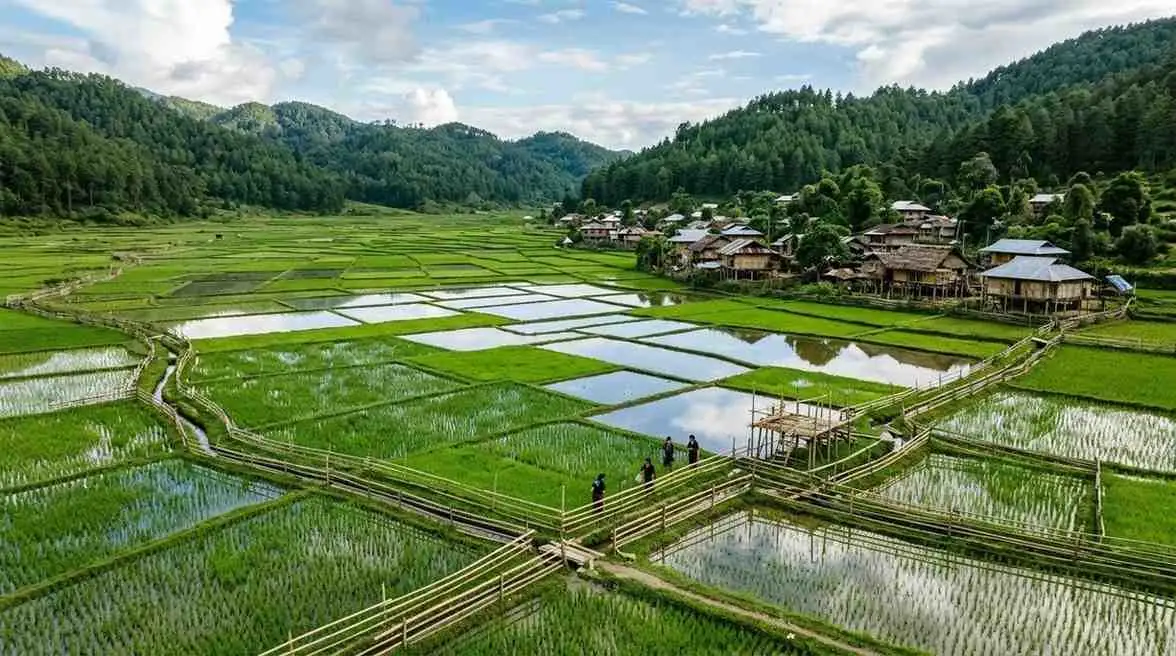 Ziro Valley Rice Paddy Fields Landscape Walks