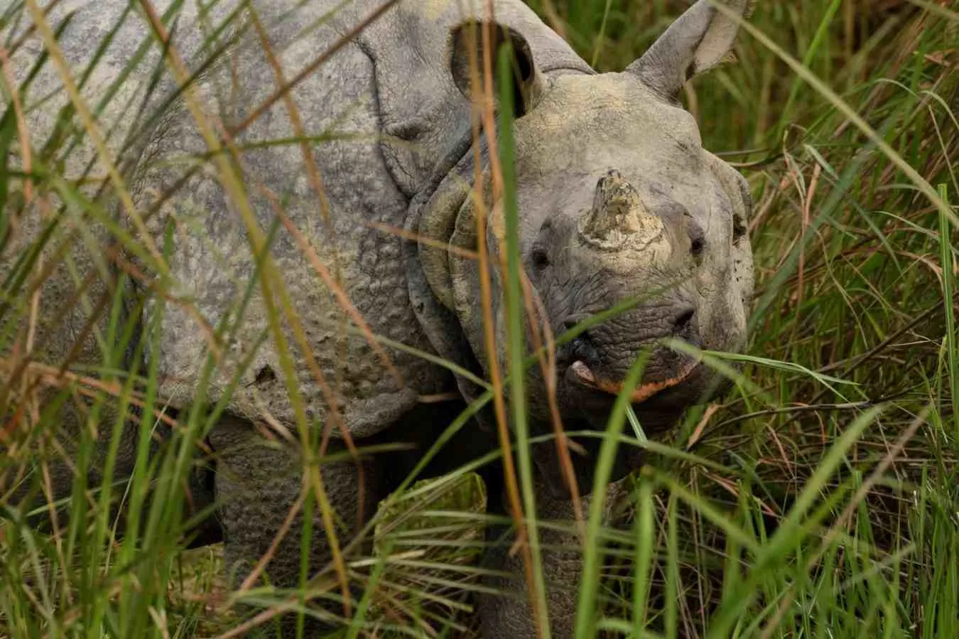 Kaziranga: Home of the One-Horned Rhino Assam