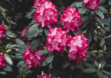 Rhododendron Buransh