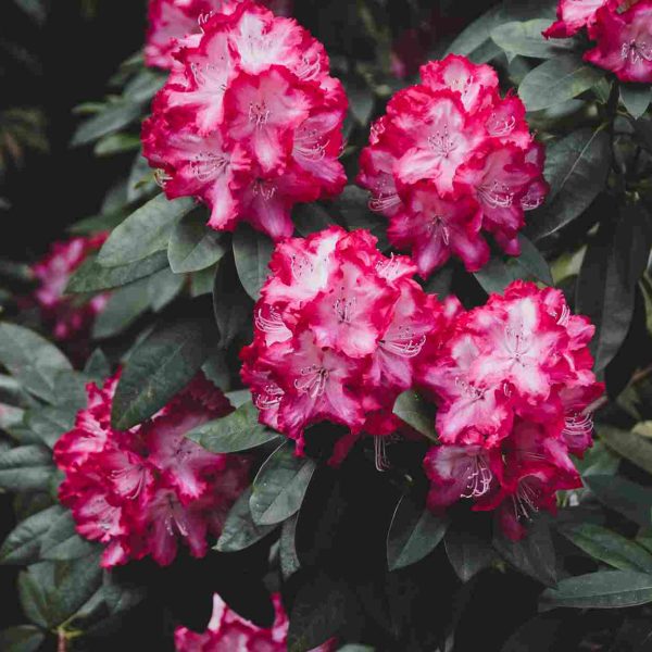 Rhododendron Buransh