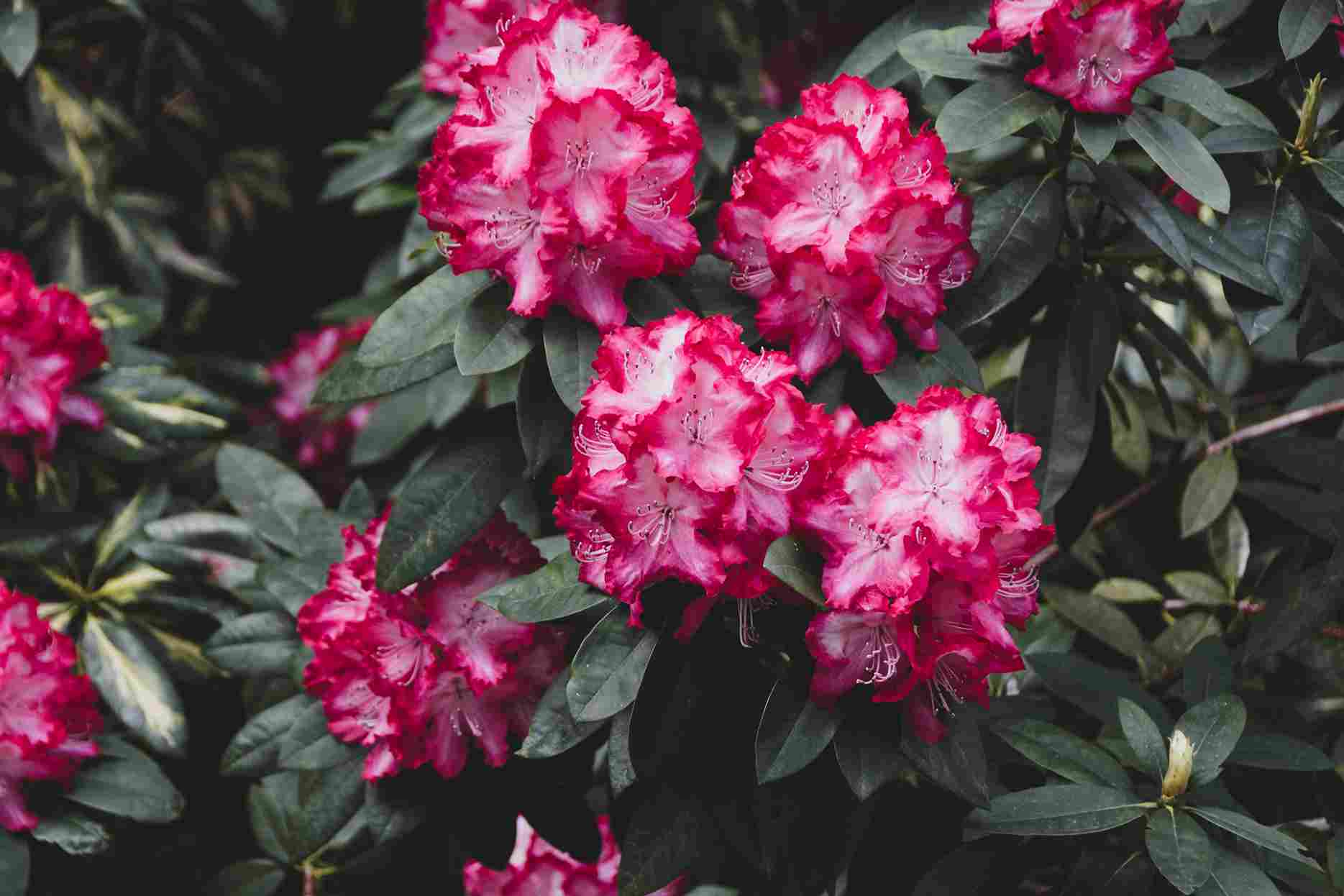 Rhododendron Buransh