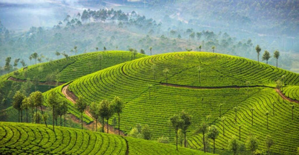  Munnar  # Best Place to Visit in Kerala