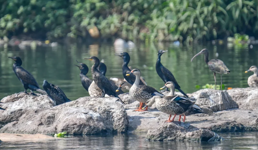 Salim Ali Bird Sanctuary