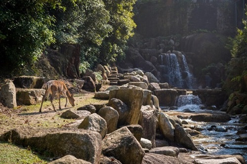 Mudumalai Park