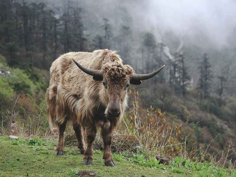 Yumthang Valley