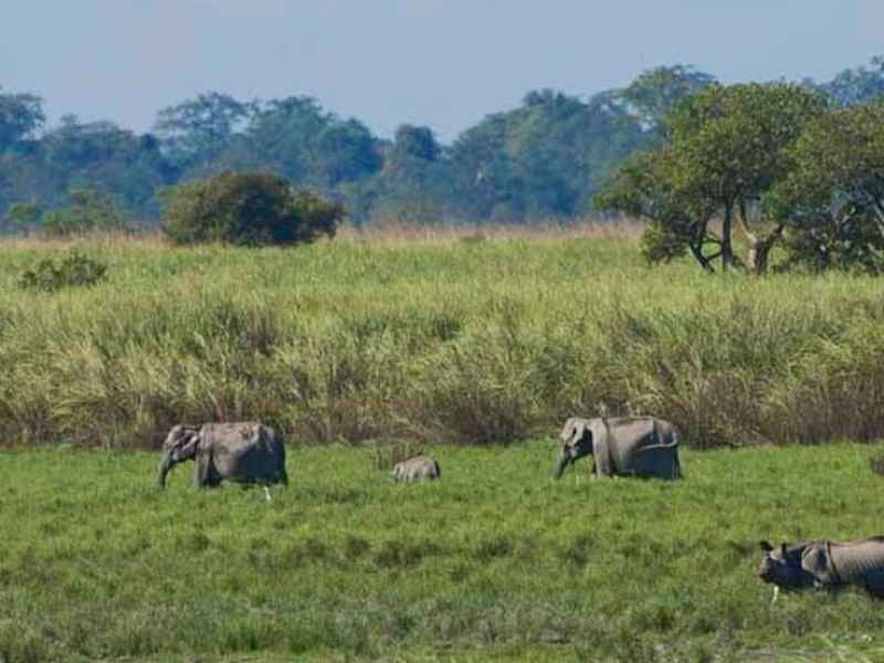 Kaziranga National Park: A Wildlife Paradise