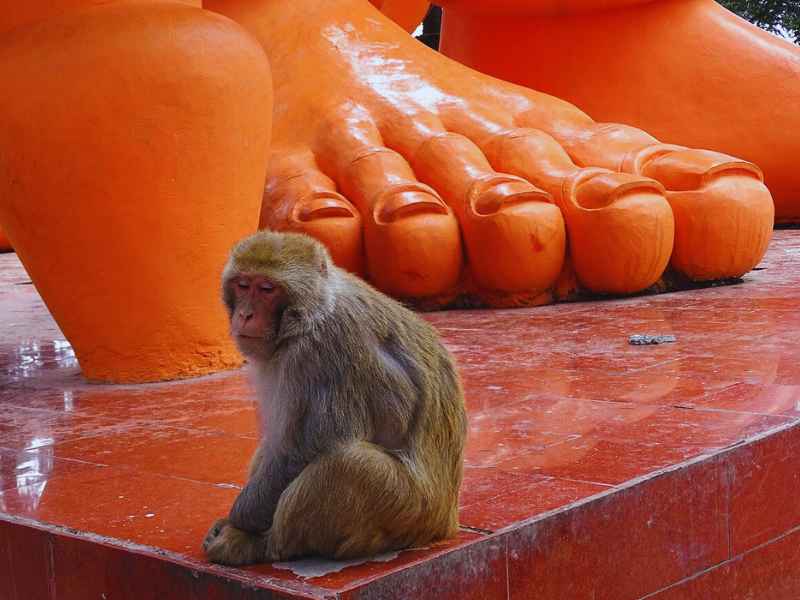 Shri Hanuman Mandir Jakhoo