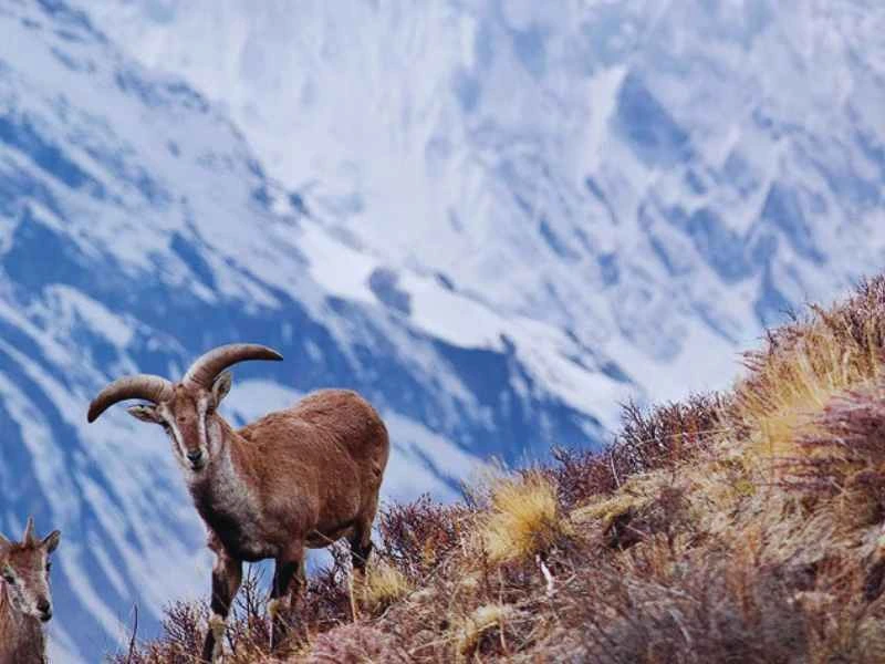 Animal The Great Himalayan National Park