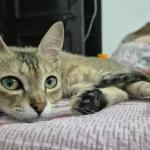 2nd-Home-Pet