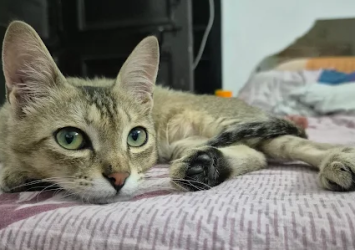 2nd-Home-Pet