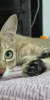 2nd-Home-Pet