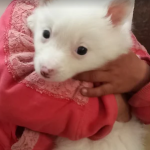 Dehradun-Pet-Dogs