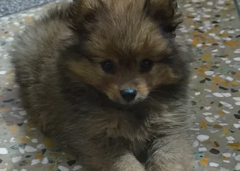 DogKennel-Dehradun