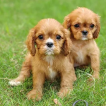 Dogs-world-Dehradun