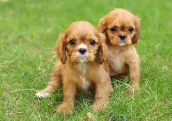 Dogs-world-Dehradun