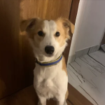 Dr.-Awasthi-pet