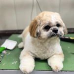 Grooming-tales