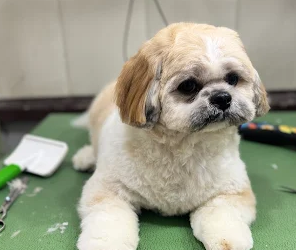 Grooming-tales