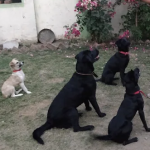 Happy-Puppy