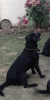 Happy-Puppy