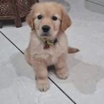 K9-Dog-hostel