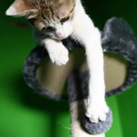 Kittys-Paradise