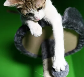 Kittys-Paradise