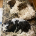 Loveland-Dogs