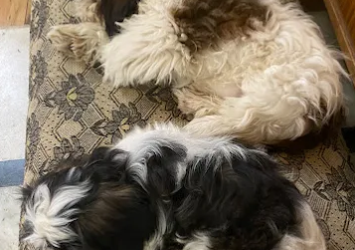Loveland-Dogs