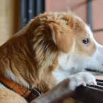 Veterinary-Services