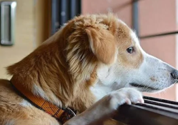 Veterinary-Services