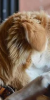 Veterinary-Services