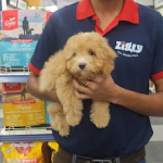 Zigly