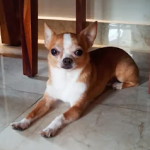 dog-care-home