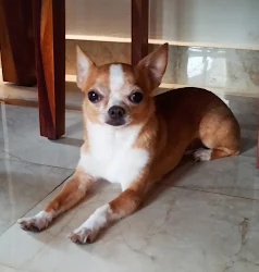 dog-care-home
