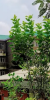 Horticulture-Forestry