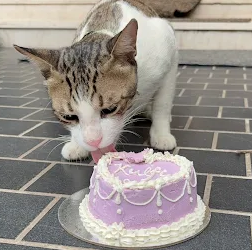 Pawtisseries