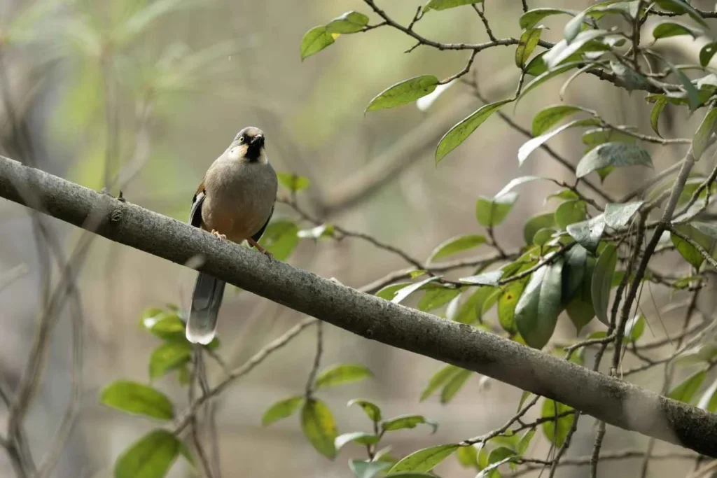  Pangot – A Bird Watcher’s Paradise in Uttarakhand
